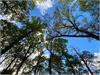 Looking through the canopy at the blue sky