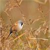 Bearded Tit by John Tallowin.