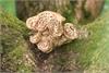Fungi delight by Ray Andrews
