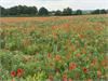 Poppies at Edgefield By David Faulkner