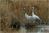 Calling Crane by John Tallowin