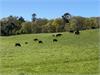 Cattle grazing on a Norfolk Hillside between Edgefield & Plumstead By David Faulkner