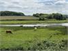 Highland Cattle grazing between Stiffkey and Morston by David Faulkner