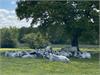 Butter cups and cattle chilling under the Oak tree By David Faulkner
