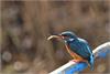 Kingfisher’s Breakfast by John Tallowin