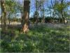 Bluebell woods by George Gay