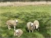 Sheep between Hunworth and Edgefield seen whilst out cycling By David Faulkner