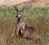 Deer on the move on the move by Ray Andrews