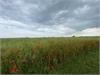 Poppies between Aldborough and Matlaske by David Faulkner