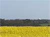 Oil seed rape crop at Sidestrand By David Faulkner