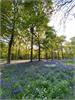 Great Wood at Blickling with Bluebells By David Faulkner