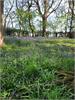 Bluebell Heaven by George Gay