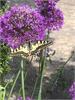 Swallowtail Butterfly at Neatishead by Louis Baugh.