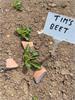 Tim's Beet by Sally Mitchell