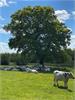 British White cattle between Hevingham and Buxton by David Faulkner